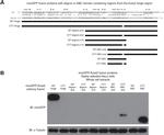 GFP Antibody in Western Blot (WB)
