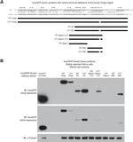 GFP Antibody in Western Blot (WB)