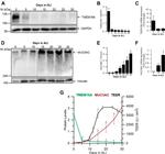 MUC5AC Antibody in Western Blot (WB)