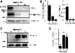 MUC5AC Antibody in Western Blot (WB)