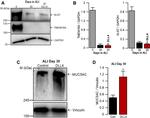 MUC5AC Antibody in Western Blot (WB)