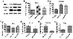 MYL1 Antibody in Western Blot (WB)