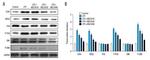 NOX2 Antibody in Western Blot (WB)