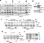 Phospho-p27 Kip1 (Thr187) Antibody in Western Blot (WB)