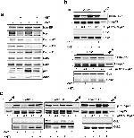 Phospho-p27 Kip1 (Thr187) Antibody in Western Blot (WB)