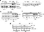Phospho-p27 Kip1 (Thr187) Antibody in Western Blot (WB)