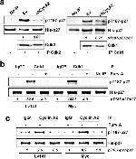Phospho-p27 Kip1 (Thr187) Antibody in Western Blot (WB)