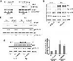 Phospho-p27 Kip1 (Thr187) Antibody in Western Blot (WB)
