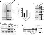 Phospho-p27 Kip1 (Thr187) Antibody in Western Blot (WB)