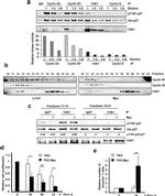 Phospho-p27 Kip1 (Thr187) Antibody in Western Blot (WB)