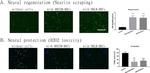 GAP43 Antibody in Immunohistochemistry (Frozen) (IHC (F))