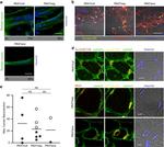 CLEC14A Antibody in Immunocytochemistry (ICC/IF)