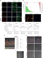 CLEC14A Antibody in Immunocytochemistry (ICC/IF)
