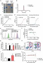 DNP Monoclonal Antibody (LO-DNP-30)