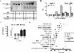 6x-His Tag Antibody in Western Blot (WB)