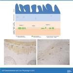 NSE Antibody in Immunohistochemistry, Immunohistochemistry (Paraffin) (IHC, IHC (P))