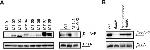 Phosphoserine/threonine/tyrosine Antibody in Western Blot, Immunoprecipitation (WB, IP)