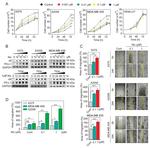 CHRNA9 Antibody in Western Blot (WB)