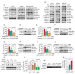 CHRNA9 Antibody in Western Blot (WB)