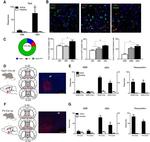 mCherry Antibody in Immunohistochemistry (IHC)
