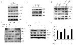 Phospho-AMPK alpha-1,2 (Thr172) Antibody in Western Blot (WB)