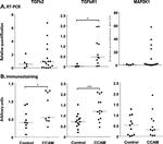 TGF beta-2 Antibody in Immunohistochemistry (IHC)