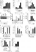 APOBEC3B Antibody in Western Blot, ELISA (WB, ELISA)