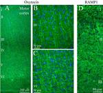 Oxytocin Antibody in Immunohistochemistry (IHC)