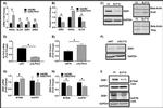 ZEB1 Antibody in Western Blot (WB)