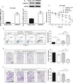 CAMK2N1 Antibody in Western Blot (WB)