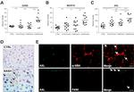 Phospho-Axl (Tyr691) Antibody in Immunohistochemistry (IHC)