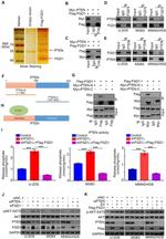 FGD1 Antibody in Western Blot (WB)