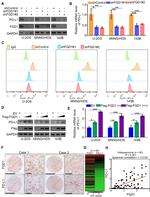 FGD1 Antibody in Western Blot (WB)