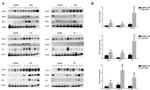 Rhinovirus VP3 Antibody in Western Blot (WB)