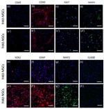 SOX2 Antibody in Immunocytochemistry (ICC/IF)