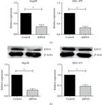 KIF15 Antibody in Western Blot (WB)