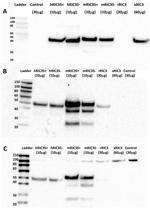RIC3 Antibody in Western Blot (WB)