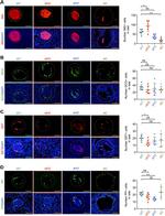 Somatostatin Monoclonal Antibody (YC7)