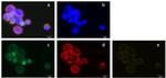 CD45 Antibody in Immunocytochemistry (ICC/IF)