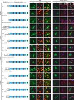 V5 Tag Antibody in Immunocytochemistry (ICC/IF)