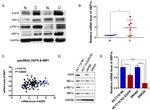 XBP1 Antibody in Western Blot (WB)
