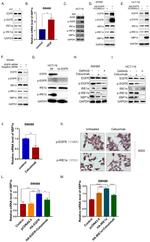XBP1 Antibody in Western Blot (WB)