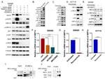 XBP1 Antibody in Western Blot (WB)