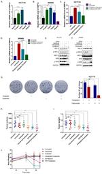XBP1 Antibody in Western Blot (WB)