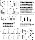 CD264 (TRAIL-R4) Antibody in Flow Cytometry (Flow)