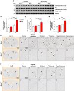 Cathepsin Z Polyclonal Antibody