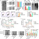 STK35 Antibody in Western Blot, Immunoprecipitation (WB, IP)