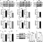 DAPK1 Antibody in Western Blot (WB)