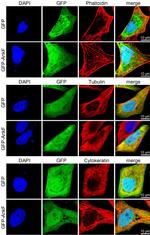 Cytokeratin 18 Antibody in Immunocytochemistry (ICC/IF)