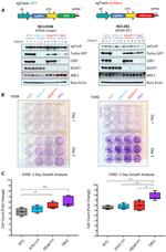 TurboGFP Antibody in Western Blot (WB)